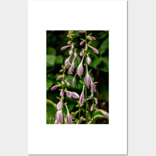 Hosta Flowers In The Garden Posters and Art